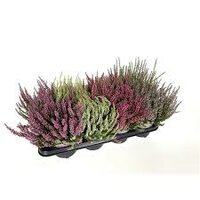 calluna garden girls, pot 12 cm - afbeelding 3