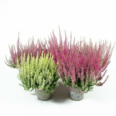 calluna garden girls, pot 12 cm - afbeelding 1