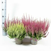 calluna garden girls, pot 12 cm - afbeelding 2