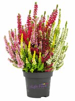 Calluna vulg. 'High Five mix, pot 11 cm, h 20 cm - afbeelding 1