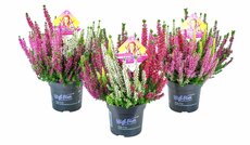 Calluna vulg. 'High Five mix, pot 11 cm, h 20 cm - afbeelding 2