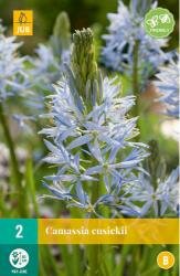 Camassia cusickii 2st