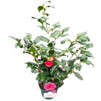 Camellia japonica pink, pot 17 cm, h 50 cm