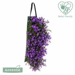 Campanula porten. 'Ambella Purple wandhanger