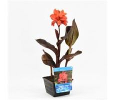 Canna Red  P18 - afbeelding 1