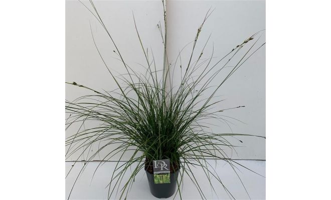 Carex 'Magic Green, pot 23 cm, h 60 cm