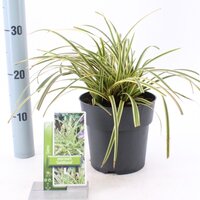 Carex morrowii Goldband, pot 17 cm, h 45 cm - afbeelding 3