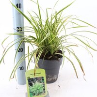 Carex morrowii Goldband, pot 17 cm, h 45 cm - afbeelding 2