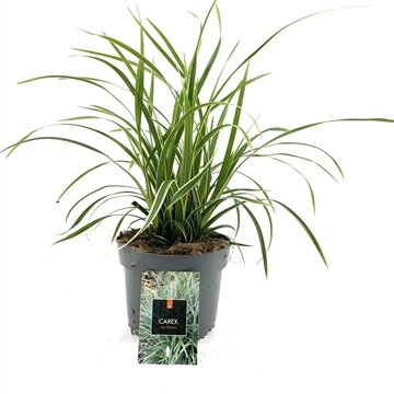 Carex morrowii Ice Dance, pot 17 cm, h 20 cm