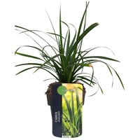 Carex morrowii Irish Green, pot 17 cm, h 40 cm