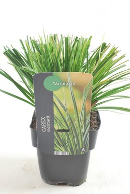 Carex morrowii Variegata, pot 17 cm, h 40 cm