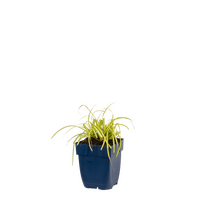 Carex Oshimensis Evergold, pot 11 cm - afbeelding 2