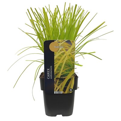 Carex oshimensis Everillo, pot 17 cm, h 40 cm