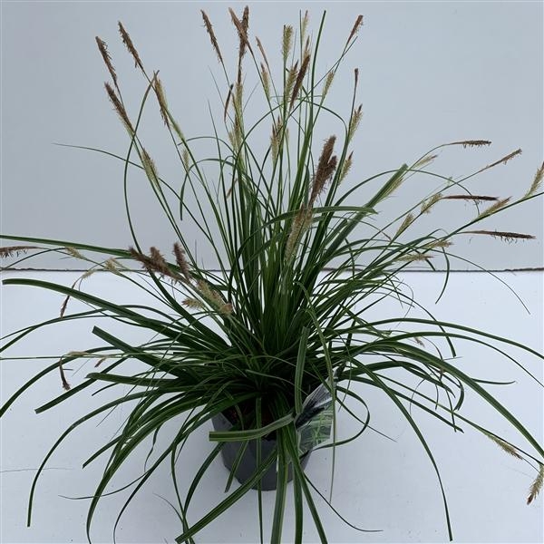 Carex Oshimensis Everlime Tuincentrum Bull