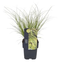 Carex testacea Lime Shine, pot 17 cm, h 45 cm