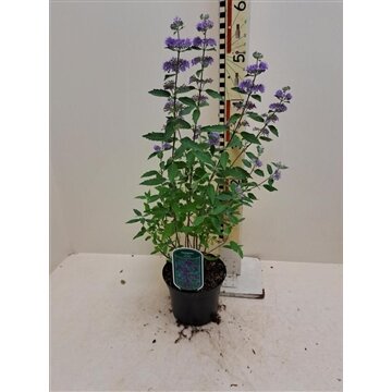 Caryopteris cl 'Kew Blue, pot 17 cm, h 35 cm