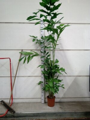 Caryota mitis, pot 24 cm, h 130 cm