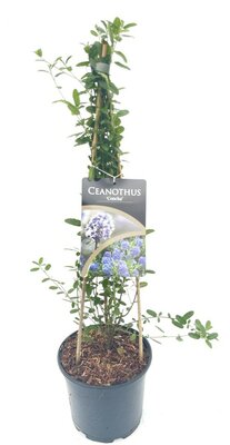 Ceanothus Concha, pot 17 cm, h 45 cm