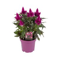 Celosia arg. SP 'Deep Purple, pot 12 cm, h 25 cm