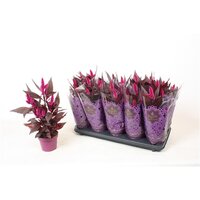 Celosia arg. SP 'Mystic Shades, pot 12 cm, h 40 cm