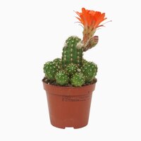 Chamaecereus  'Ubink Red, pot 8,5 cm, h 15 cm