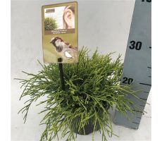 Chamaecyparis pisifera 'Sungold, pot 17 cm, h 30 cm - afbeelding 2