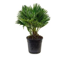 Europese palm,Chamaerops humilis - afbeelding 2