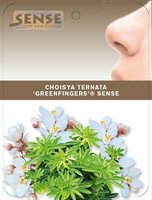 Choisya ternata Greenfingers, pot 17, h35 cm - afbeelding 3