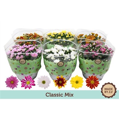 Chrysanthemum mix, pot 19 cm, h 45 cm