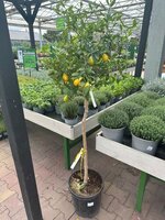 Citrus x citrofortunella sp. lakeland, pot 30 cm, stam 150 cm