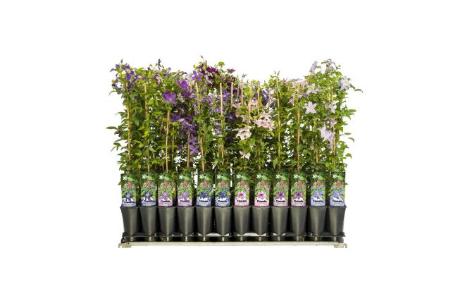 Clematis in cultivars p19 h90cm, klimplant in pot - afbeelding 1
