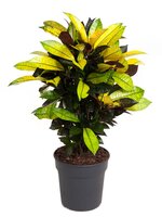 Codiaeum iceton (Wonderstruik), pot 24 cm, h 70 cm