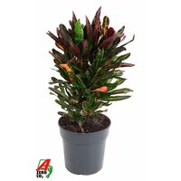 Codiaeum mammi, pot 21 cm, h 80 cm