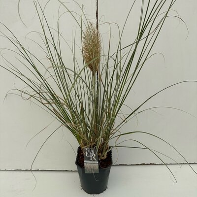 Cortaderia selloana Mini Silverpampas, pot 23 cm, h 70 cm