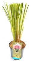 Cortaderia selloana Rosea, pot 23 cm, h 60 cm