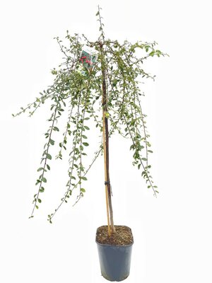 Cotoneaster suecicus Coral Beauty, pot 21 cm, h 80 cm