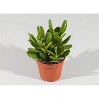 Crassula  'Magical Tree, pot 12 cm, h 20 cm