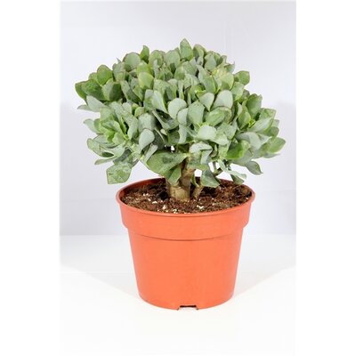 Crassula arborescens 'Curly, pot 17 cm, h 30 cm