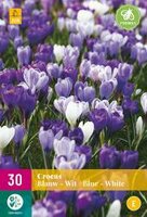 Crocus blauw/wit 30st - afbeelding 2