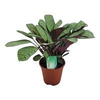 Ctenanthe burle-marxii 'Amagris, pot 14 cm, h 30 cm - afbeelding 2