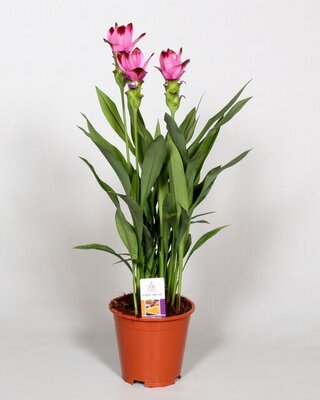 Curcuma alism. 'Siam Splash, pot 17 cm, h 60 cm