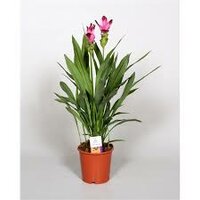 Curcuma alism. 'Siam Splash' potmaat 14cm planthoogte 55cm