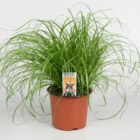 Cyperus alternifolius 'Zumula, pot 12 cm, h 25 cm