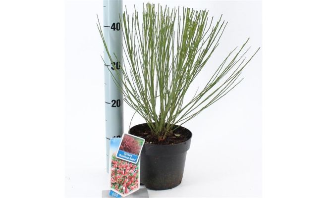 Cytisus praecox Boskoop Ruby, pot 17 cm, h 25 cm - afbeelding 1