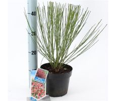 Cytisus praecox Boskoop Ruby, pot 17 cm, h 25 cm - afbeelding 1