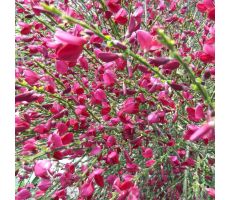 Cytisus praecox Boskoop Ruby, pot 17 cm, h 25 cm - afbeelding 2