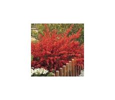 Cytisus praecox Boskoop Ruby, pot 17 cm, h 25 cm - afbeelding 3