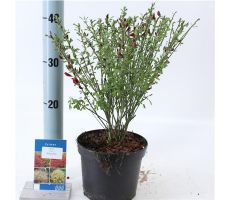 Cytisus praecox Boskoop Ruby, pot 17 cm, h 25 cm - afbeelding 4