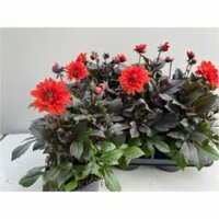 Dahlia  'Dahlinova Tempt Red, pot 17 cm, h 40 cm