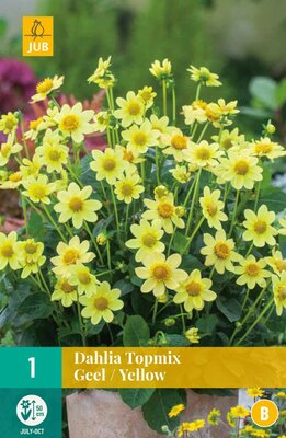 Dahlia topmix geel/yellow 1st